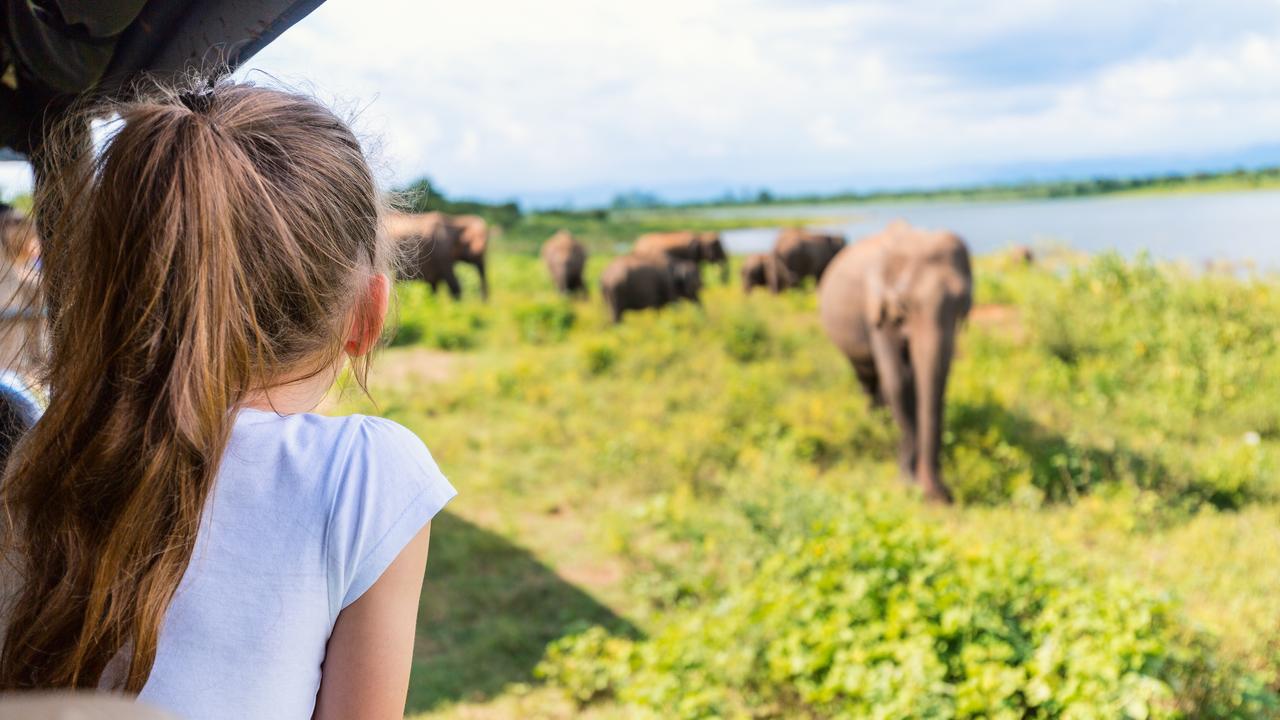 Child watching elephants on safari