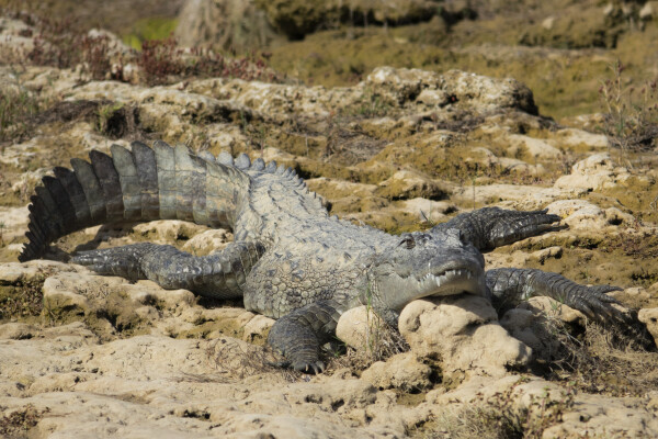 Crocodile spotting in India with kids