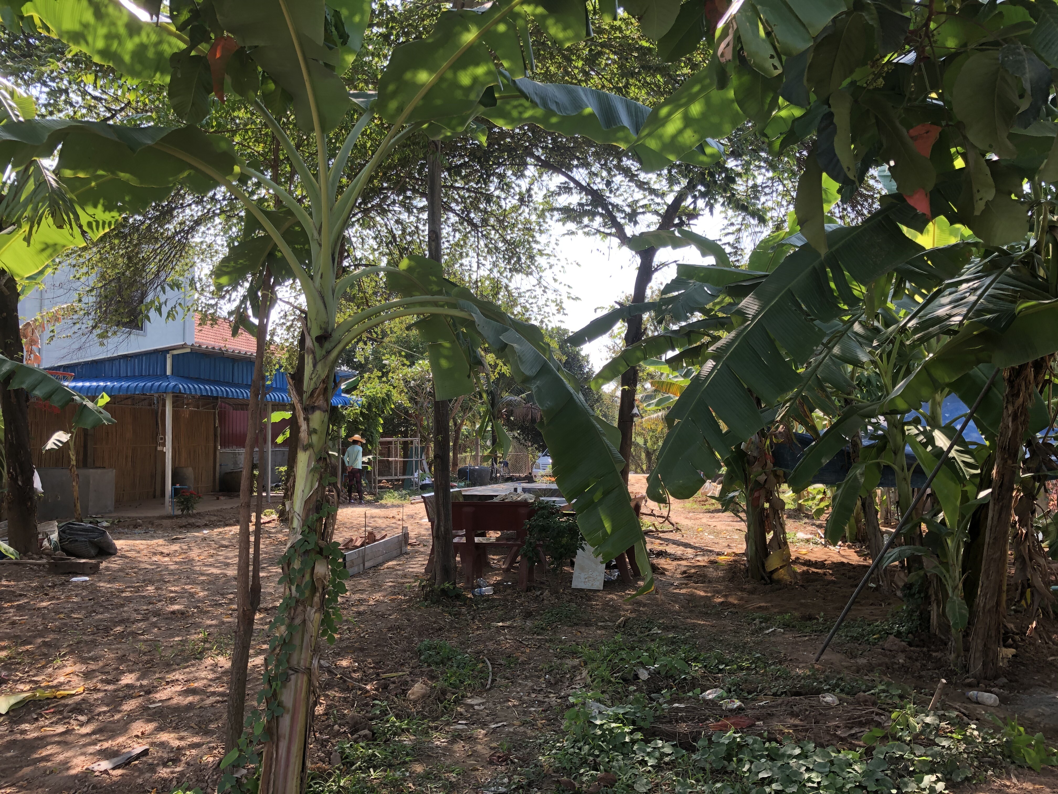 Cambodia farm