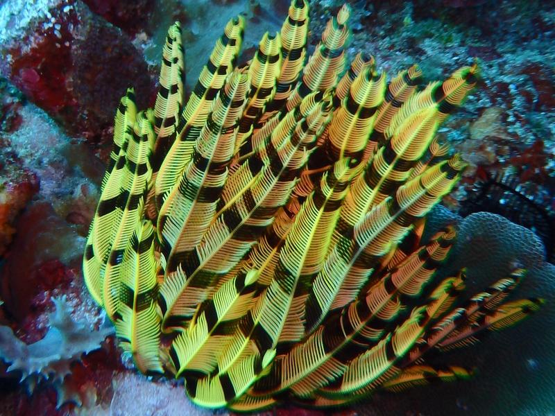 Diving in Bali, Indonesia