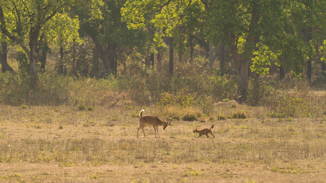 Kanha NP