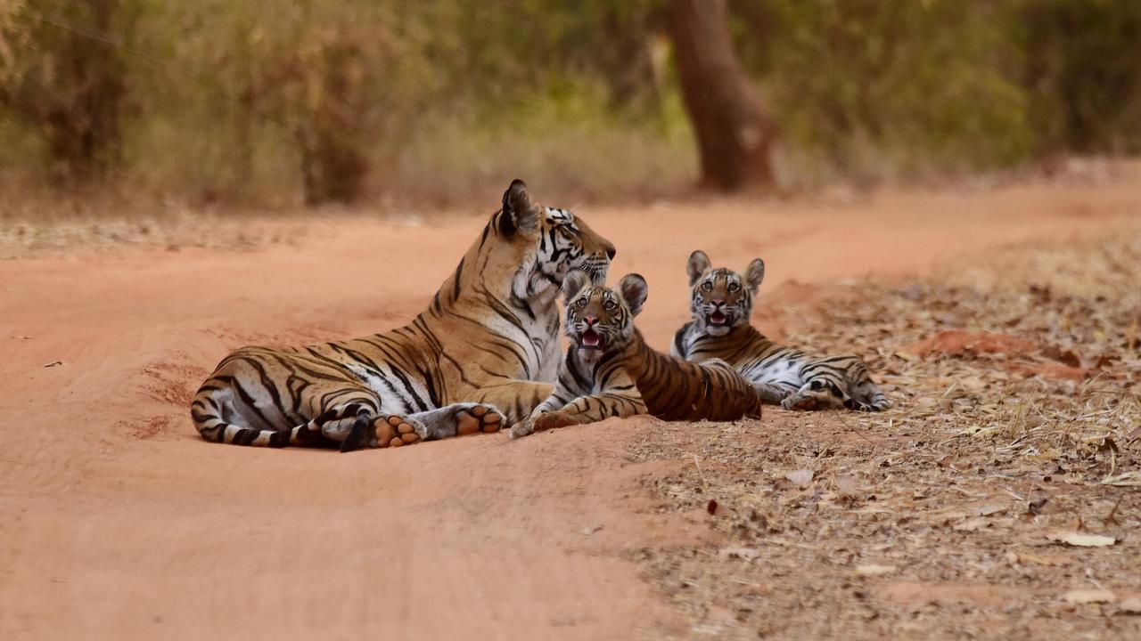Bandhavgarh national park