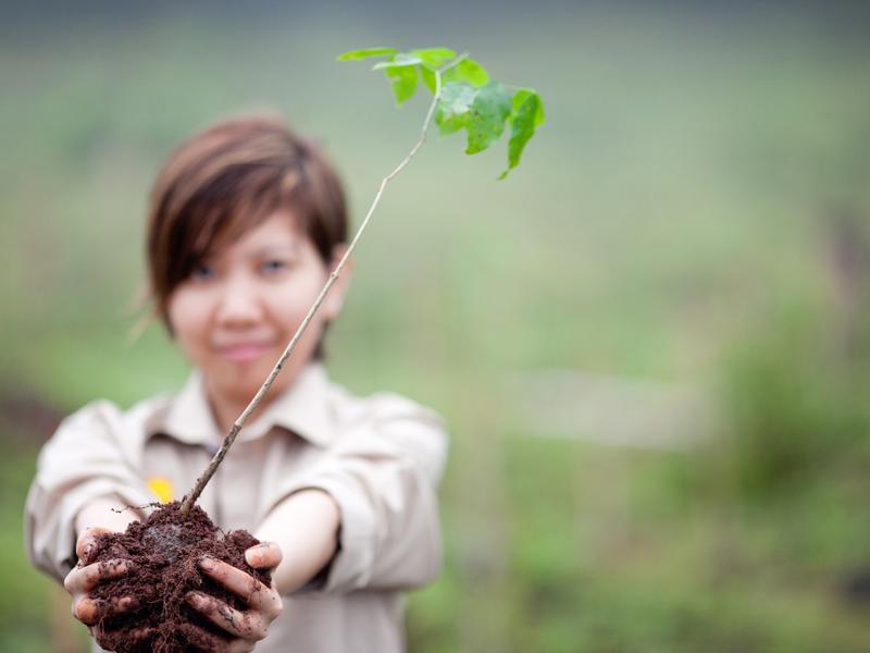 planting trees at the Soneva Kiri