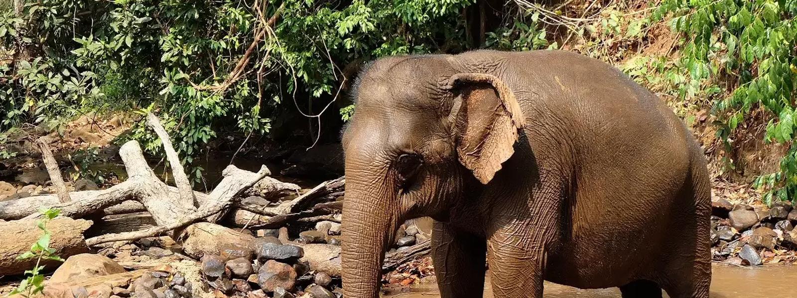 Elephant Valley Project, Cambodia