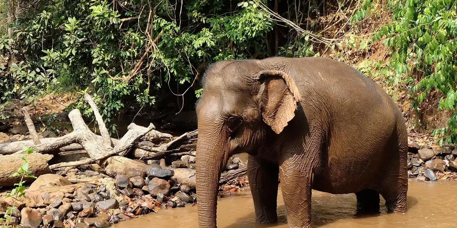 Elephant Valley Project, Cambodia