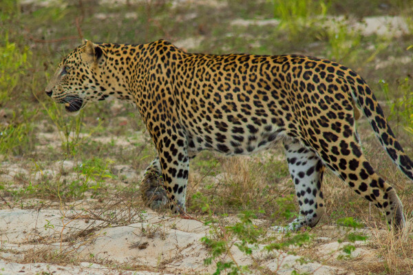 Wetland wonderland - Wilpattu National Park, Sri Lanka