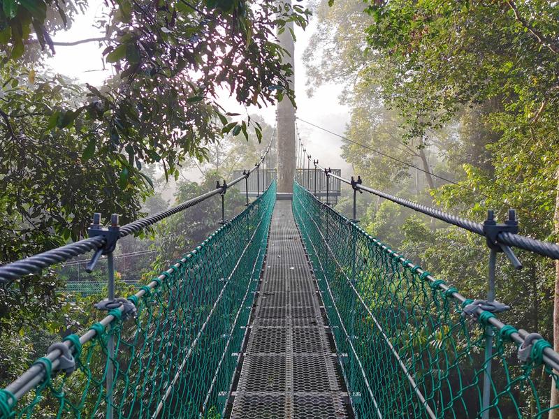 Borneo rainforest lodge canopy