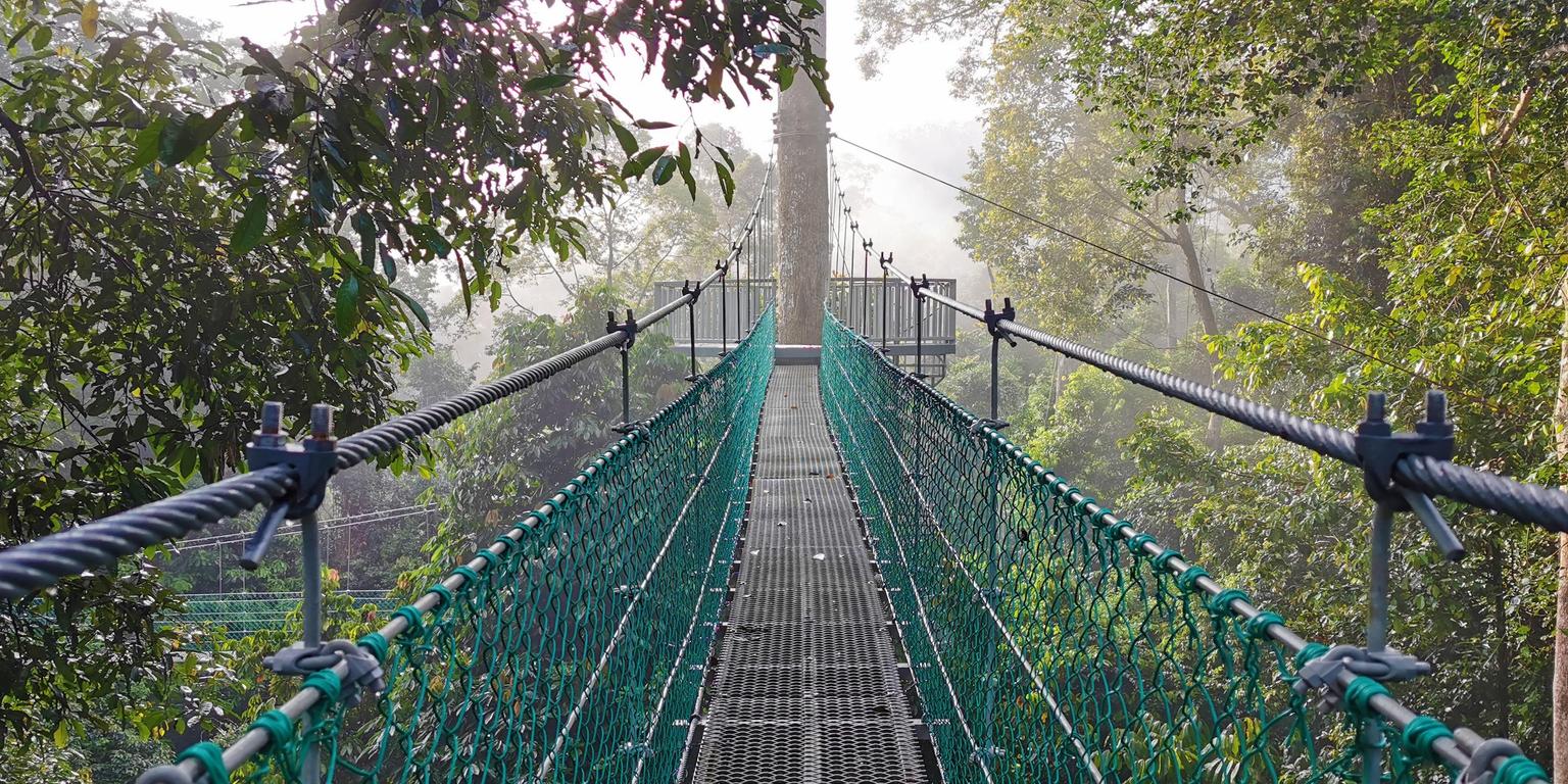 Borneo rainforest lodge canopy