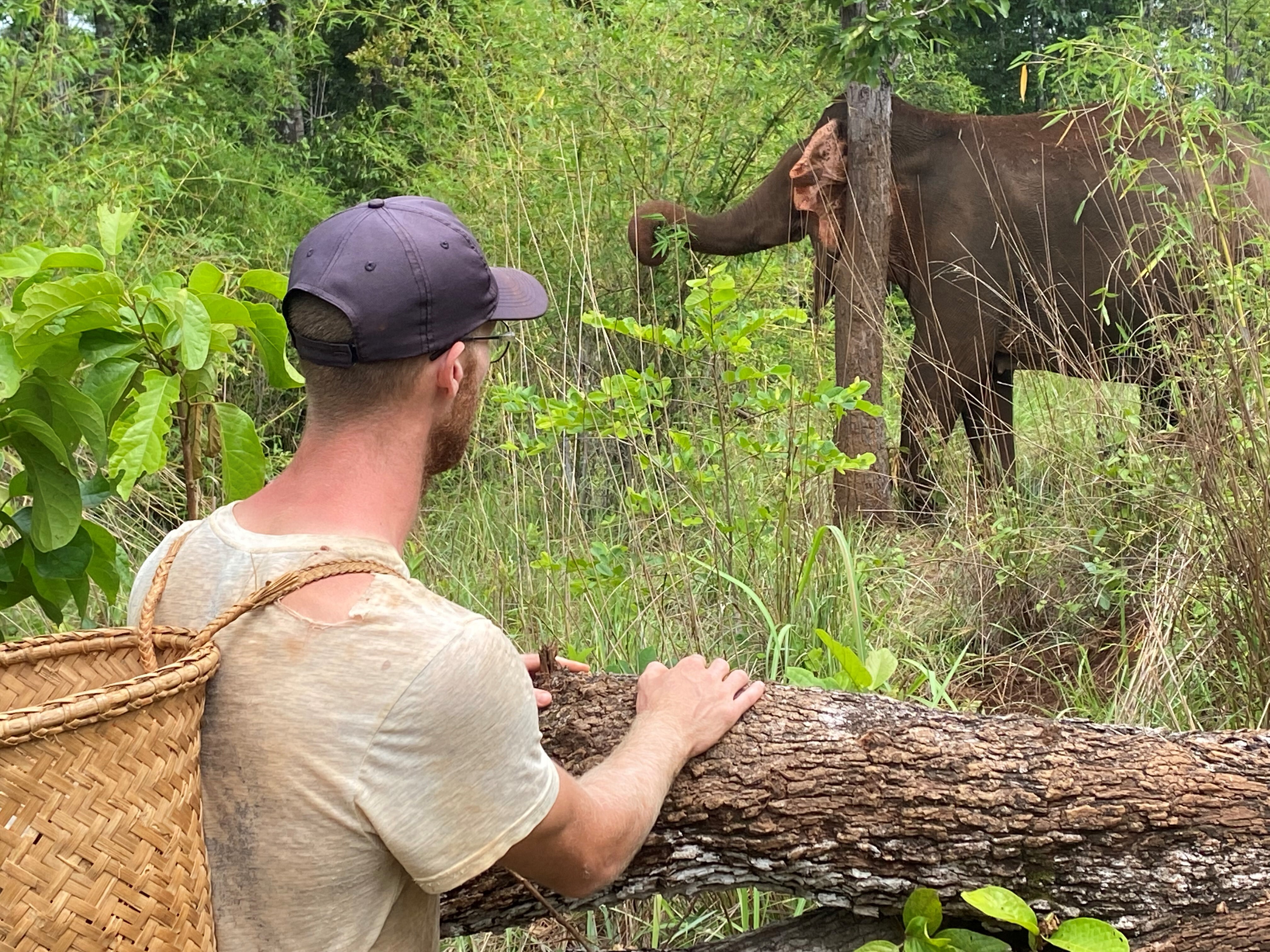 Wet elephant staring at the camera