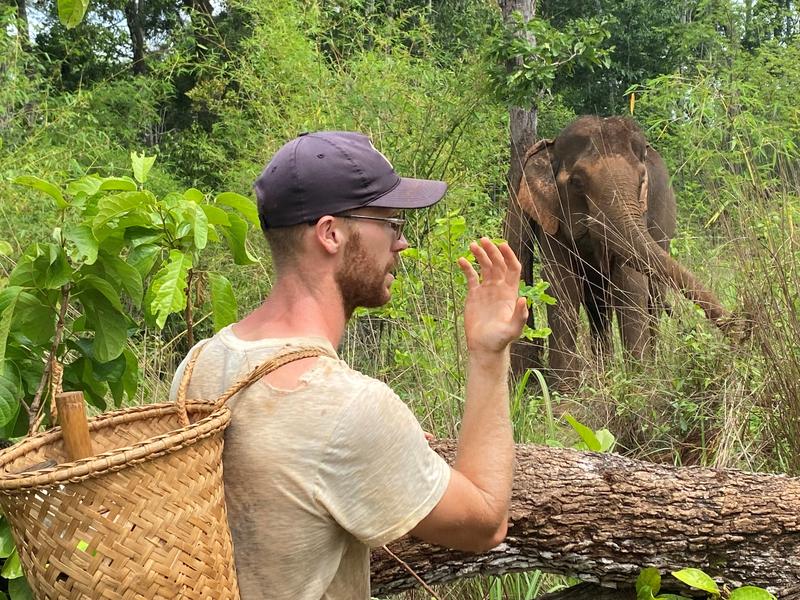 Elephant in Mondulkiri
