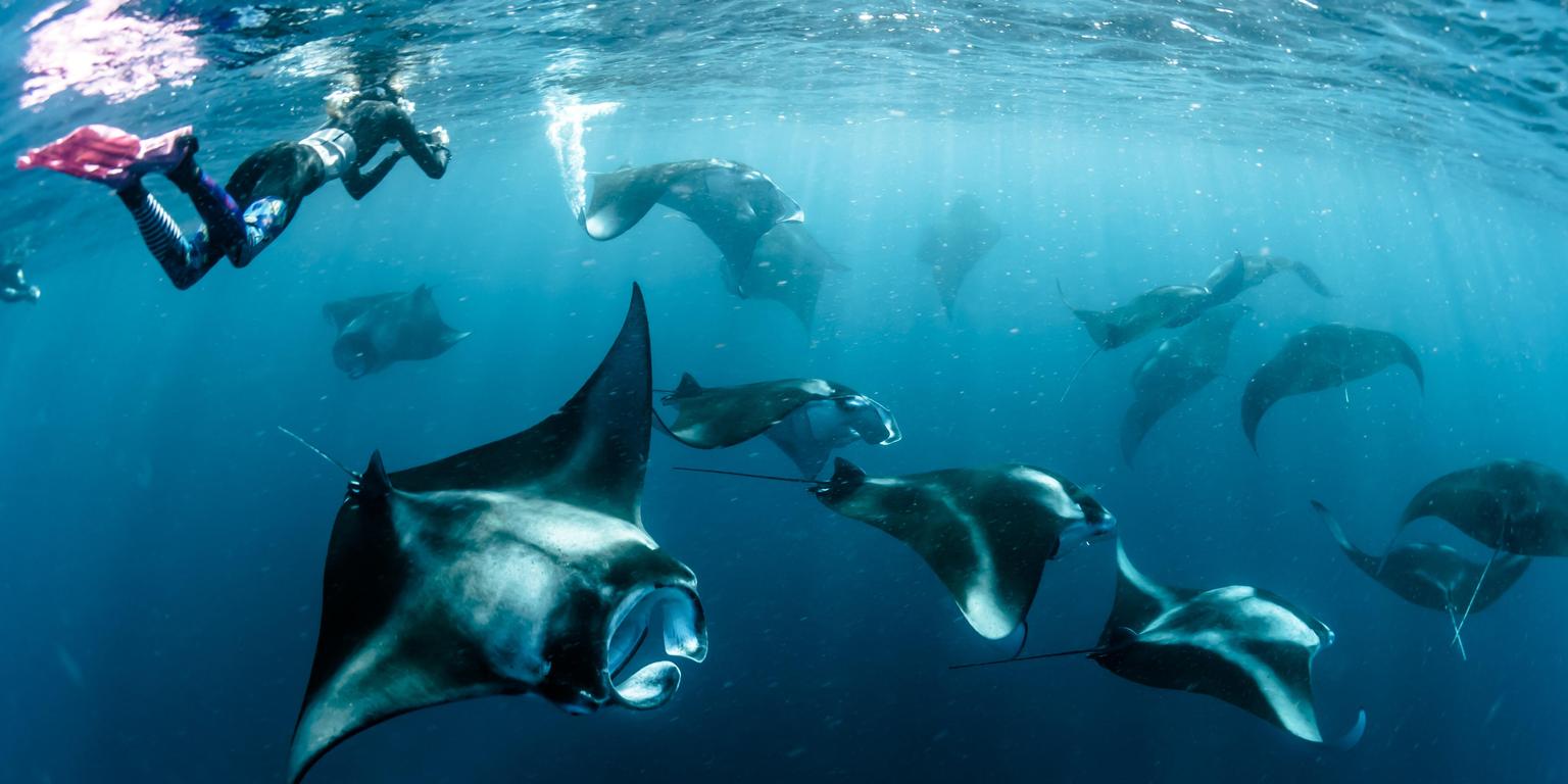 Diving in the Maldives