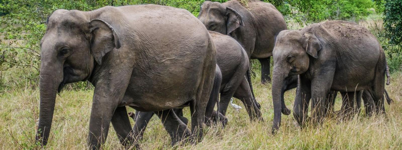 Elephants in Sri Lanka