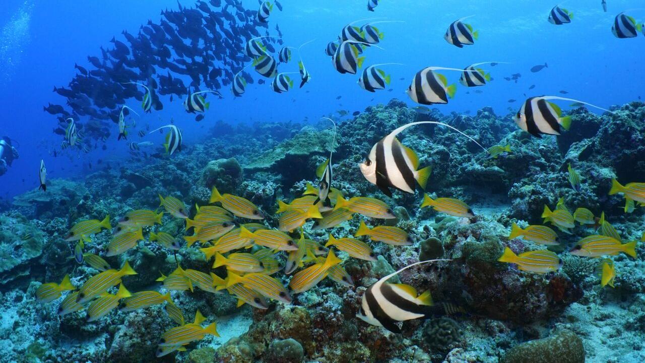 Snorkelling Maldives