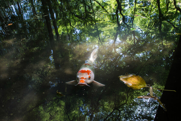 Yakushima Forest, Japan