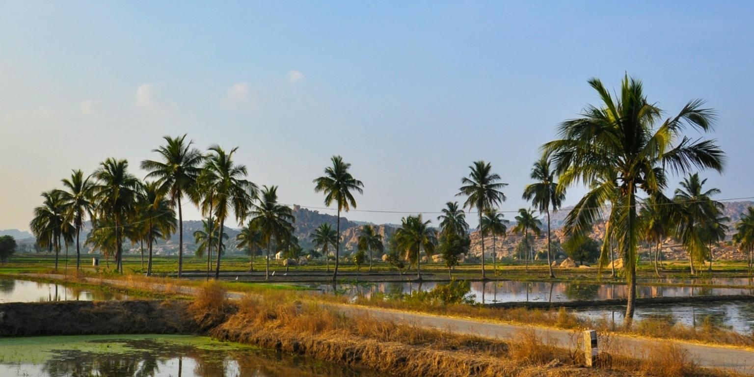 Rice fields and Hampi ruins Karnataka