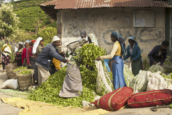 3. Go in search of the perfect cuppa at Tea Trails