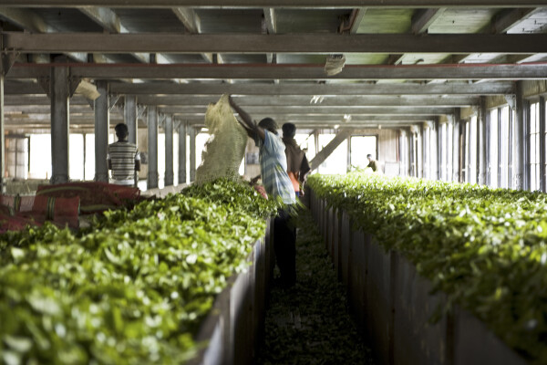 Brewed with passion – Handunugoda Tea Estate, Galle, Sri Lanka