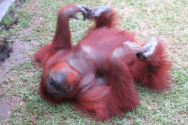 Orang utan in Tanjung Puting National Park