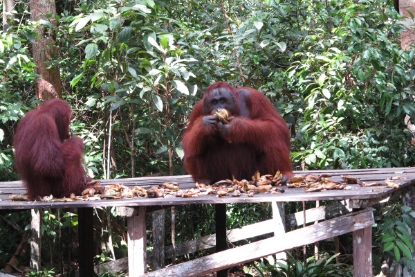 Tales from the riverbank - Tanjung Puting National Park, Indonesia