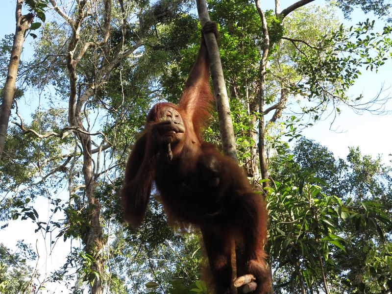 Boat on Tanjung Puting National Park