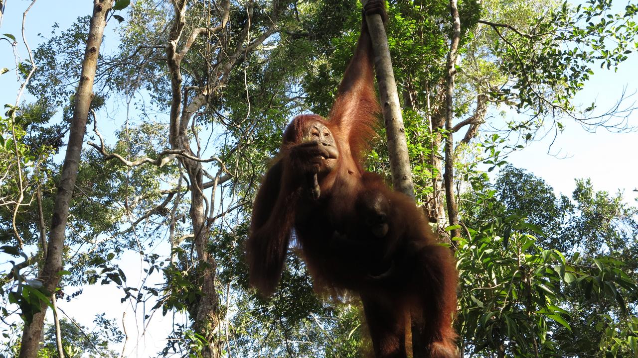 Orangutan