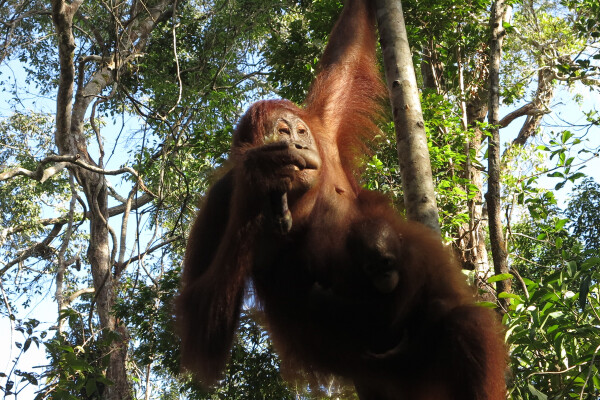 Tanjung Puting National Park and the Kayahan River