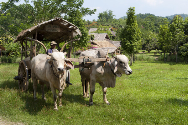 5. Find a slower pace of life amongst the paddy fields