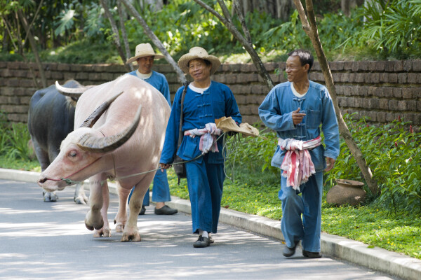 Royal Ploughing Ceremony