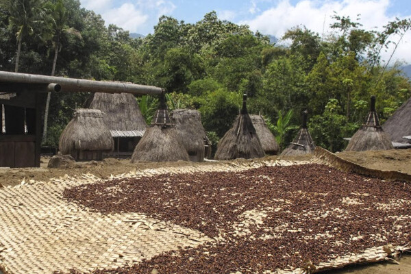 Bitter-sweet treasure – Coffee workshop, Ubud, Bali