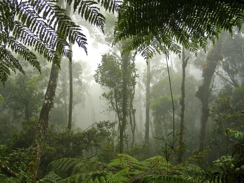 Rainforest, Borneo