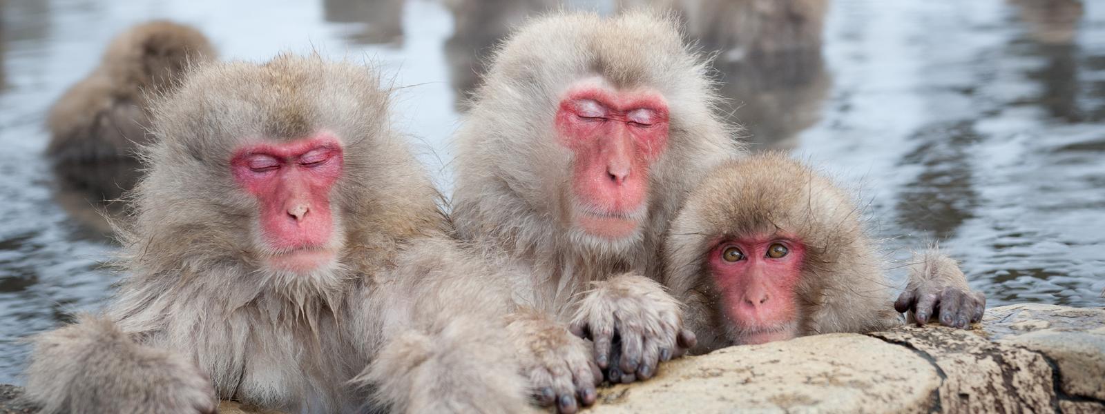 snow monkeys japan