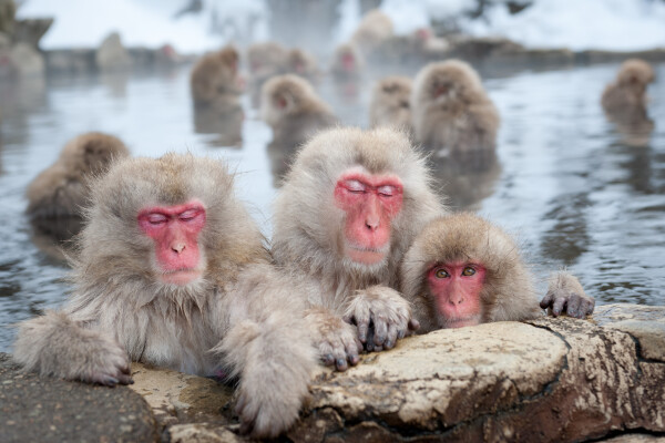 Jigokudani Monkey Park