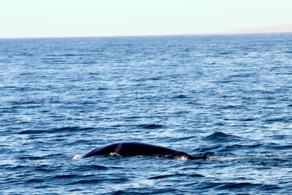 Take a boat trip to see the abundant whales and dolphins