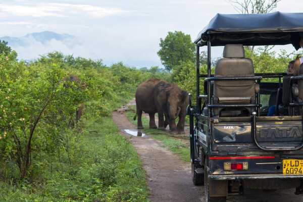 Elephants on the road
