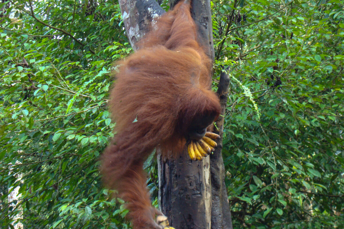 Orang-utan gathering fruit