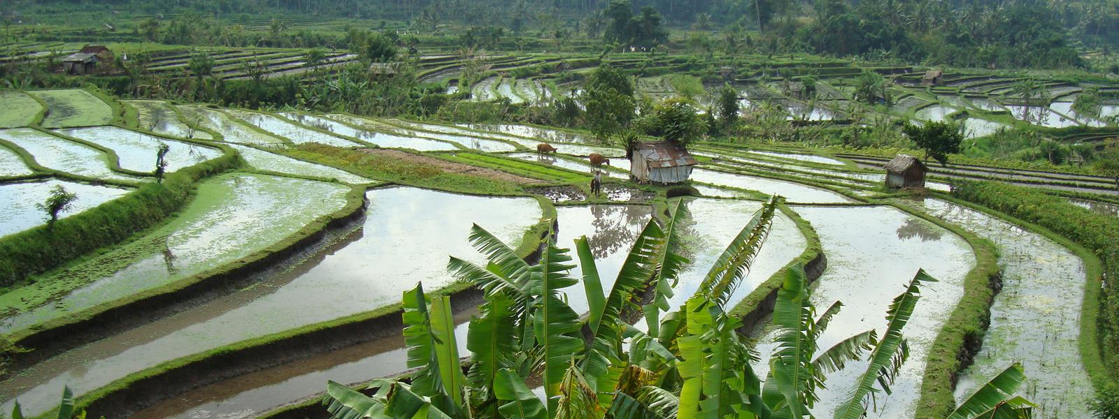 Bali rice fields